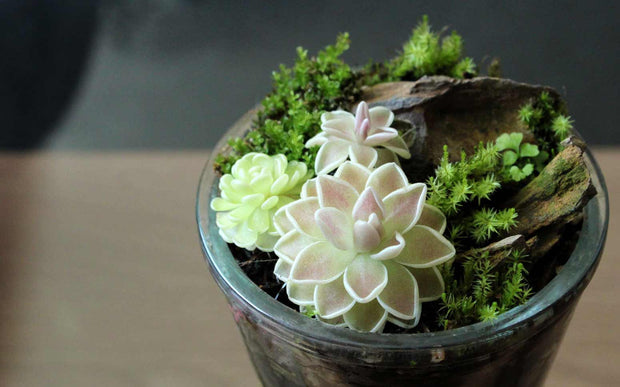 Small potted Butterwort with moss  and dragonstone on a blurred background
