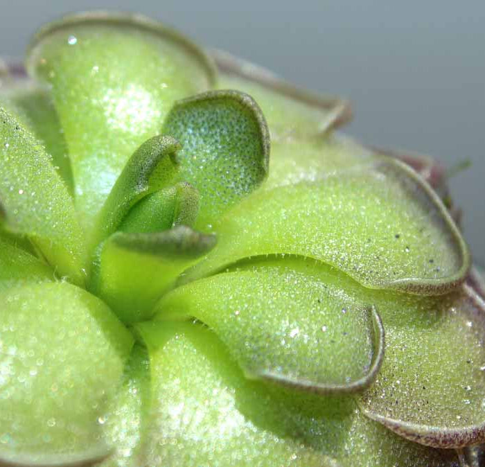 Close-up of a butterwort with sticky dew on its leaves.