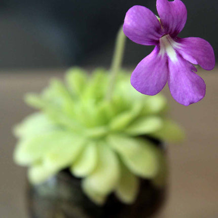 Close-up of a purple flower with its butterwort in the background
