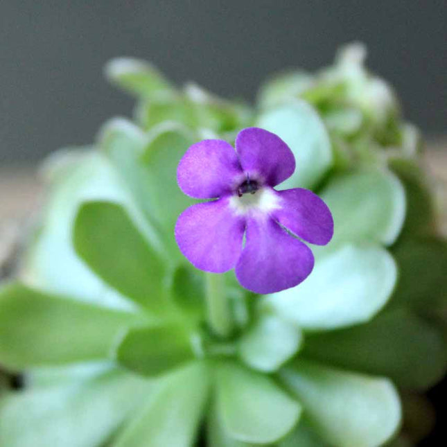 Close-up of a purple flower with green leaves on a blurred background