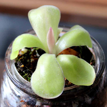 Small butterwort in a clear glass container with a blurred background