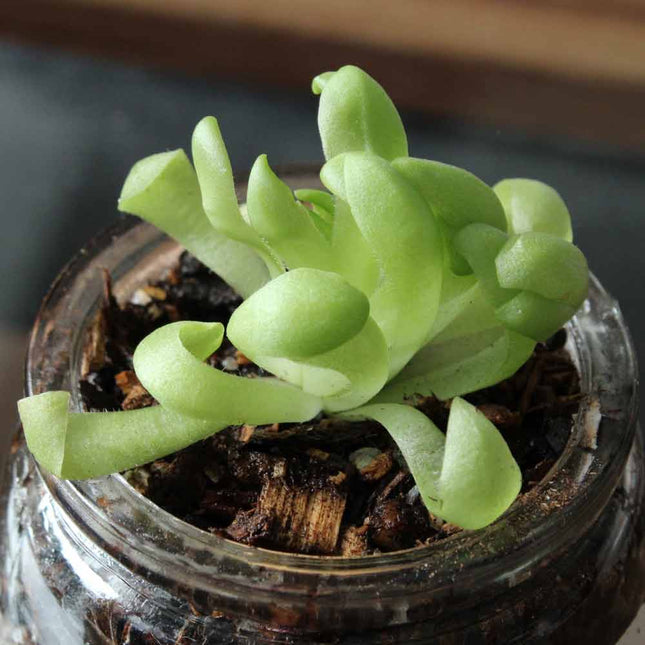Small green tendril leafed butterwort in a clear glass jar with a blurred background
