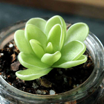 Small green butterwort in a clear glass jar with soil.