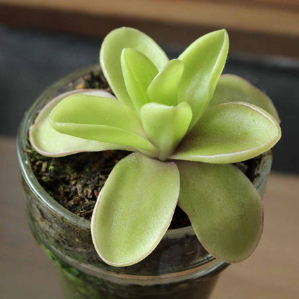 Butterwort in a glass container on a blurred background
