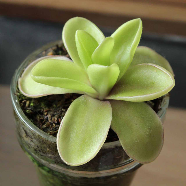 Butterwort in a glass container on a blurred background