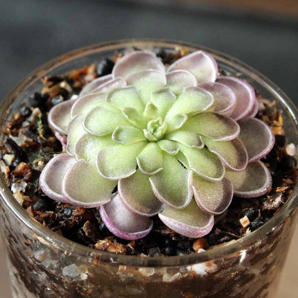 Purple butterwort in a glass container with soil.