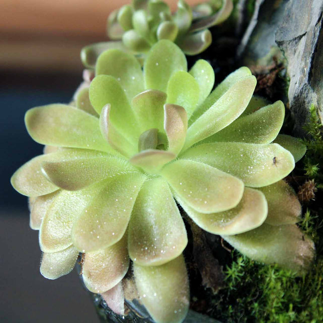 Close-up of a butterwort plant with a blurred background