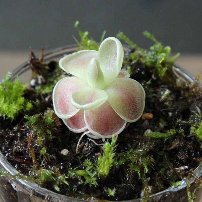 Small pinkish butterwort in a pot with moss on a neutral background