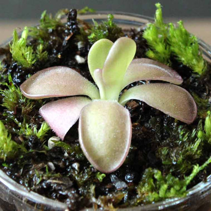 Small butterwort with green and pink leaves on a bed of moss in a glass container.