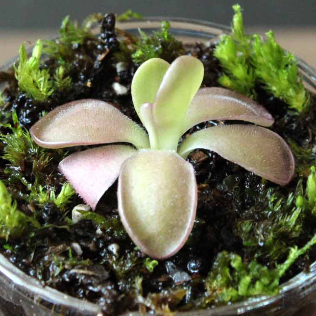 Small butterwort with green and pink leaves on a bed of moss in a glass container.