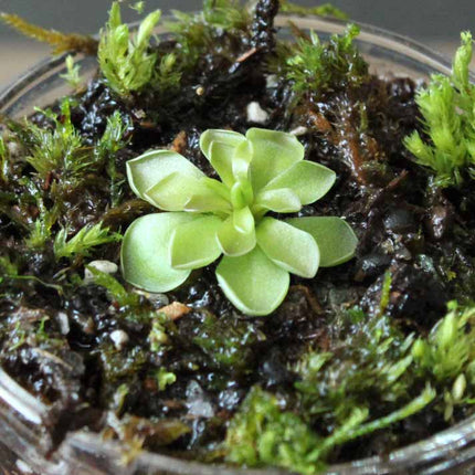 Small butterwort in a terrarium with moss and soil.