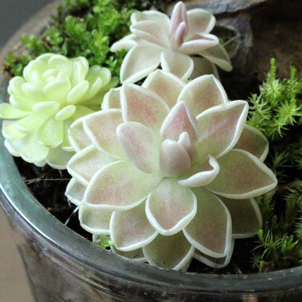 Close-up of a potted butterwort with soft pink and green leaves.