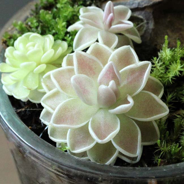 Close-up of a potted butterwort with soft pink and green leaves.