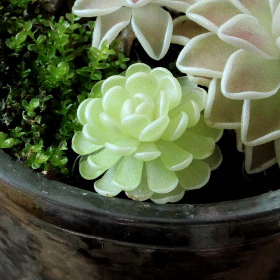Multiple butterwort in a glass pot with moss.