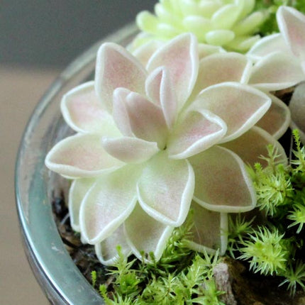 Bare Root Ehlersiae 'Cotton Candy'