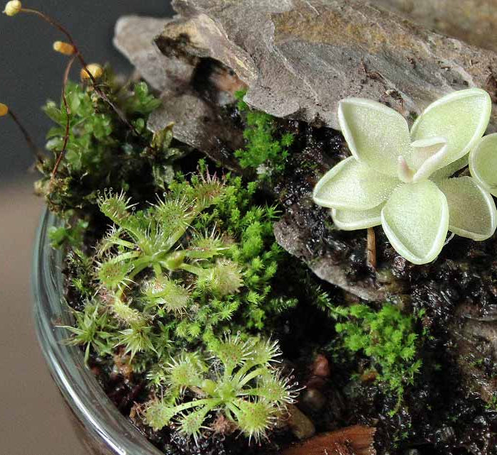 Small butterworts and moss on a blurred background