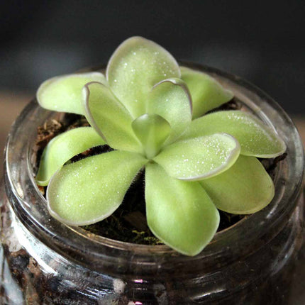 Butterwort in a clear glass container with a dark background