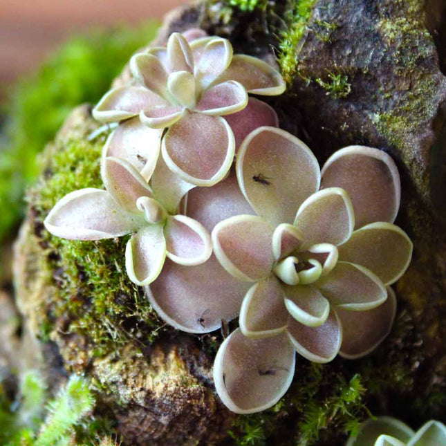 Multiple pink butterwort on a textured rock with green moss
