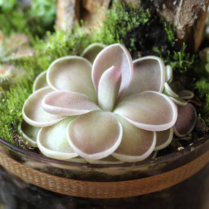 Pink butterwort in a woven pot with a natural background