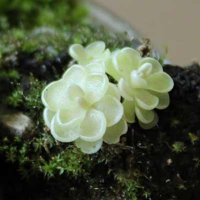 Group of three butterworts with moss. 
