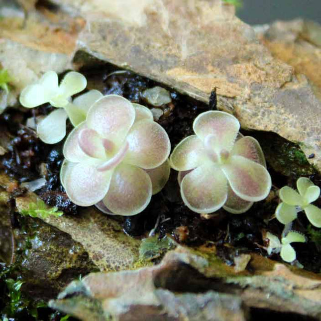 Small butterworts with pink centers on a rocky surface
