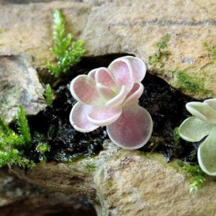 Pink butterwort on a rock with green moss