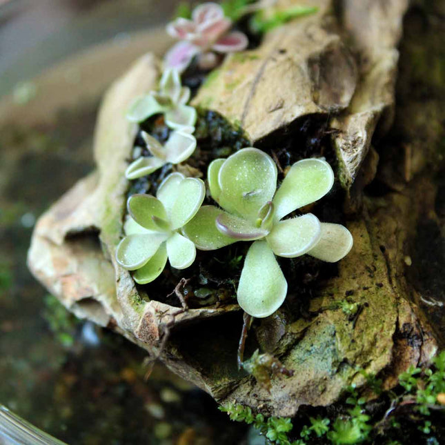 Multiple butterworts growing on a piece of dragonstone with a blurred background