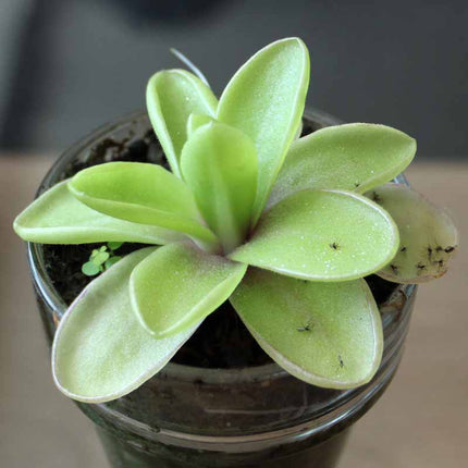 Butterwort in a pot on a blurred background