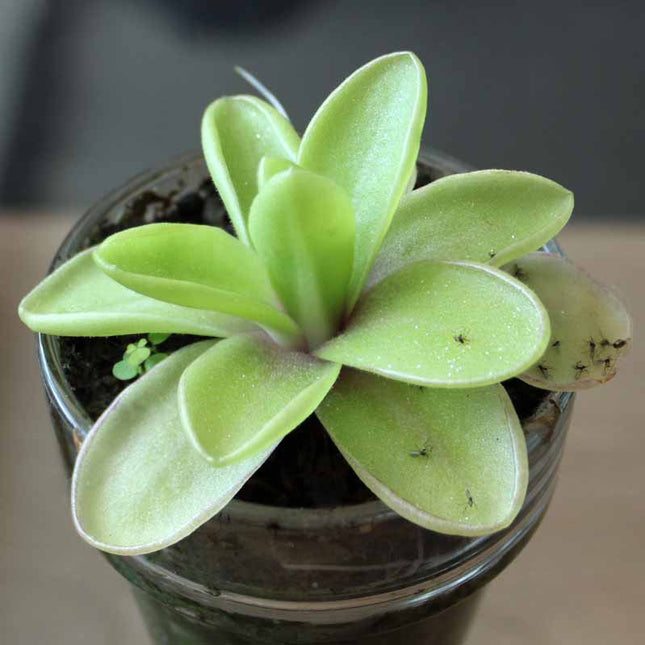 Butterwort in a pot on a blurred background