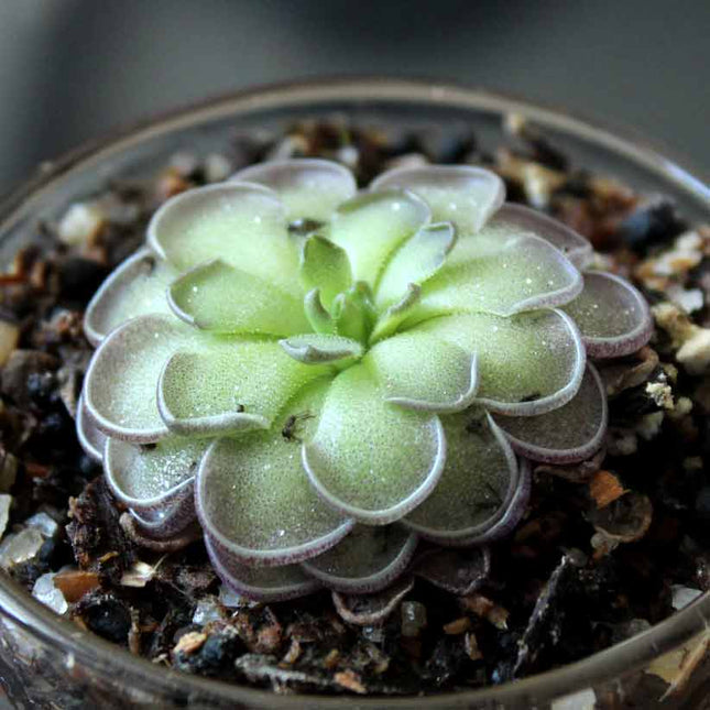 Close-up of a purple butterwort with layered green leaves in a pot.