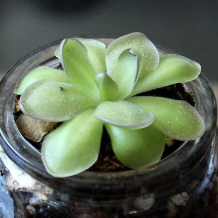Green butterwort in a glass container with a blurred background