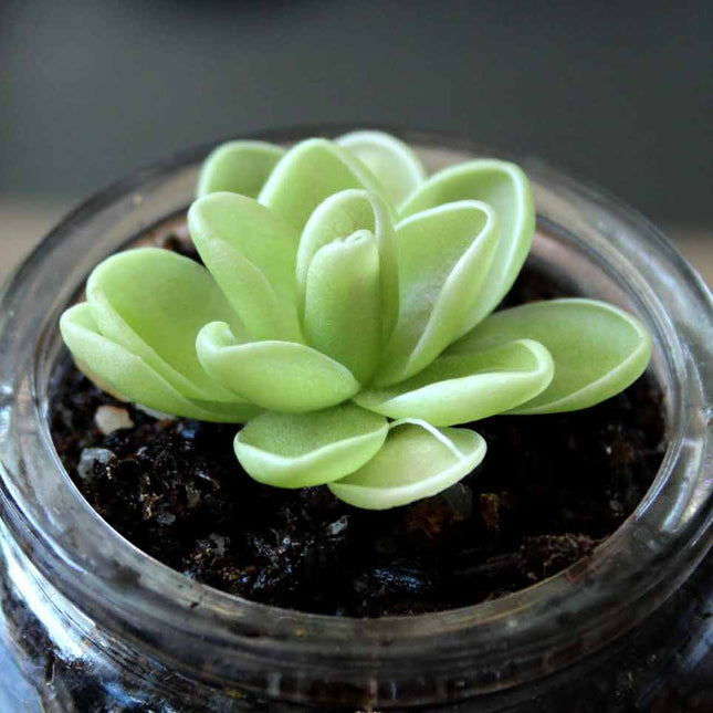 Green butterwort in a clear glass container on a neutral background
