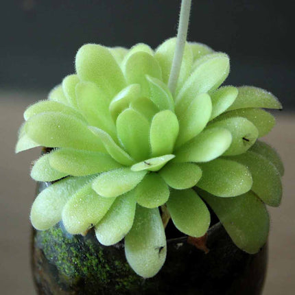Butterwort plant in a pot with a blurred background