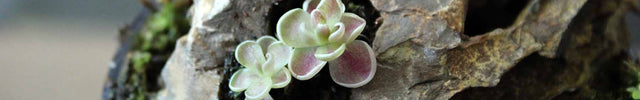 Small butterwort plant growing on a piece of dragonstone with moss in a glass.