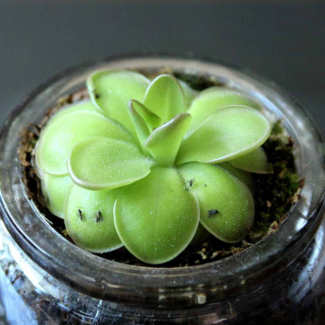 Green succulent plant in a glass jar with a dark background