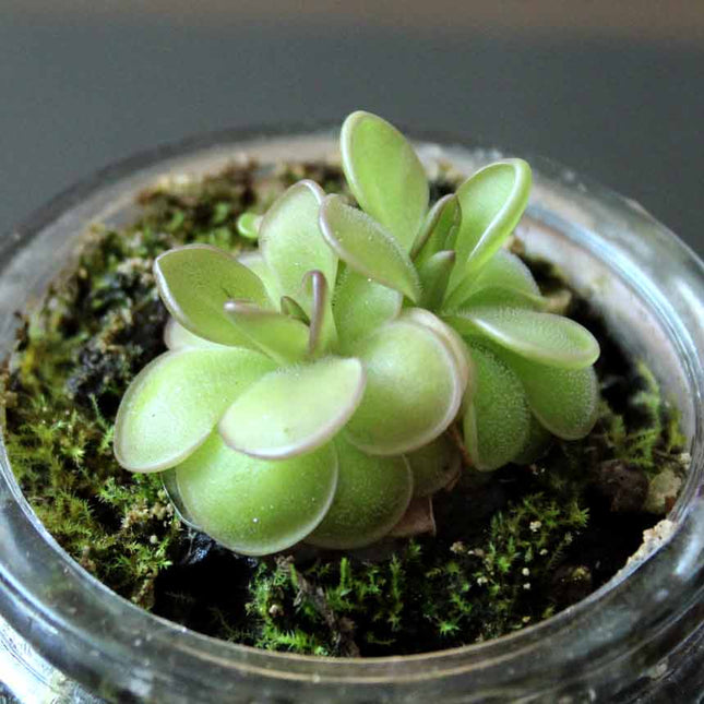 Two small green butterwort plants in a glass container with moss.