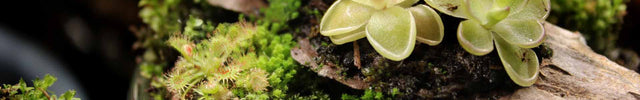 Small butterwort on a piece of dragonstone with moss in a glass pot