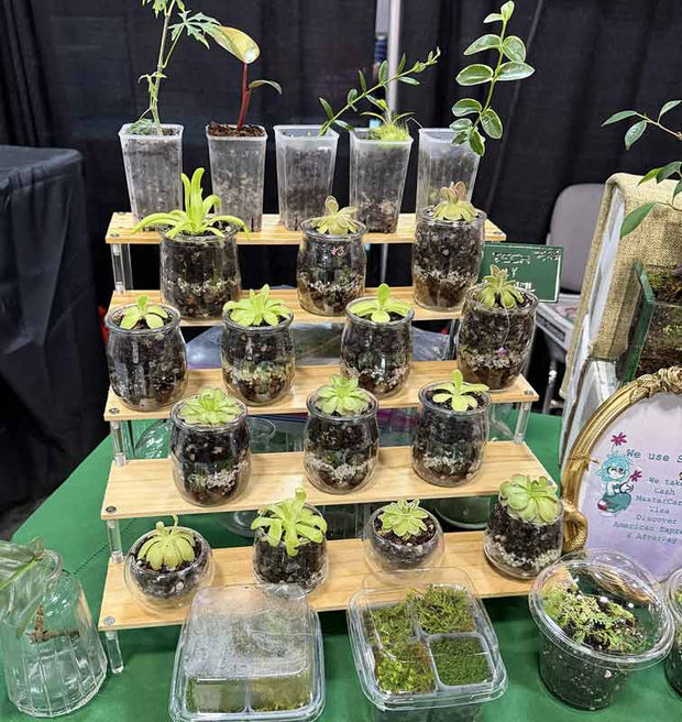 Terrariums on a wooden tiered stand with a green tablecloth and dark background