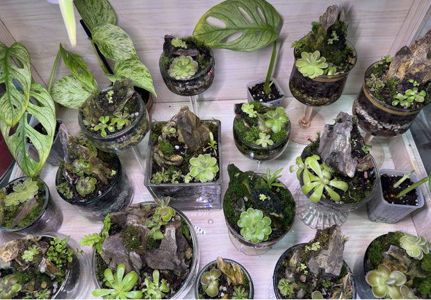 Collection of pingdoms on a wooden surface