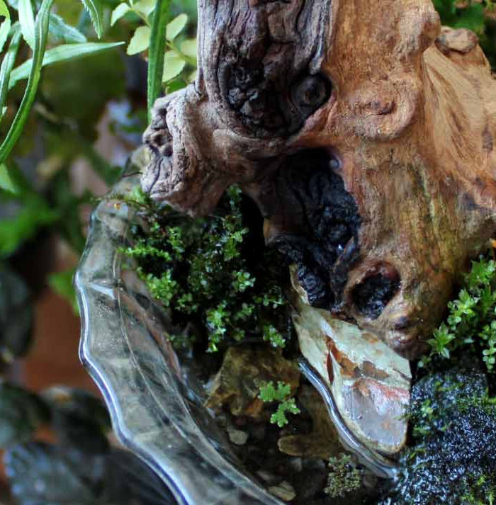 Close-up of a natural setting with a tree stump, moss, and small sundews.