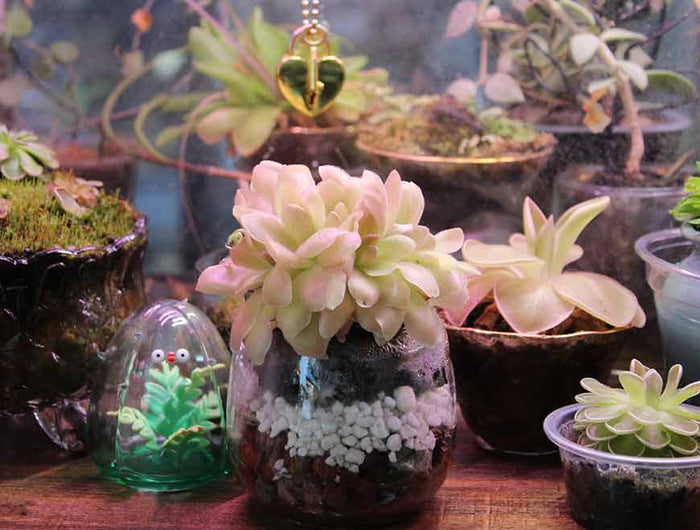 Collection of potted plants including a large cluster of multiple butterworts in one glass jar on a wooden surface.
