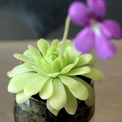 Green butterwort in a pot with a blurred purple flower in the foreground