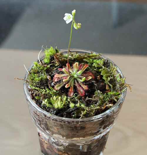 Small potted Sundew with moss on a neutral background