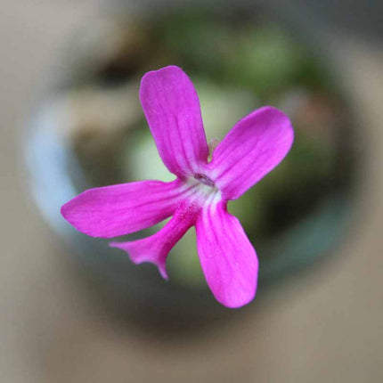 Close-up of a pink flower with a blurred background